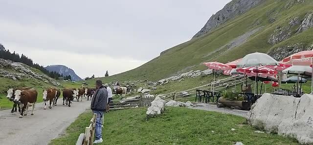 Alpage Bise