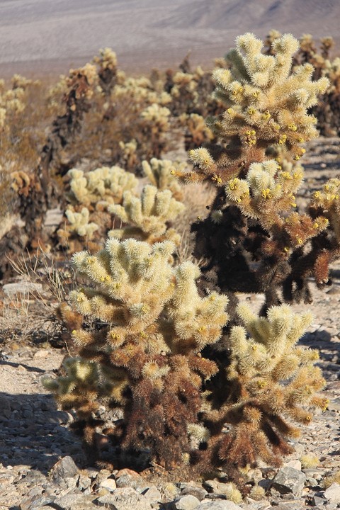 cactussen in Joshua Tree Park