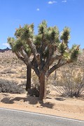 Joshua Trees!