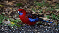 GOR - Kenneth River red bird