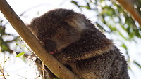 GOR - Kennett River koala
