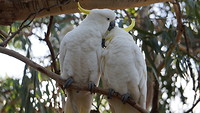 GOR - Kennett River Twee kakatoes