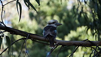 GOR - Koala Walk vogel