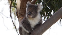 GOR - Koala Walk koala