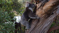 GOR - Koala Walk koala 2