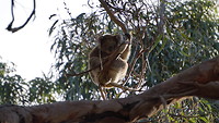 GOR - Koala Walk koala 3