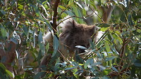 GOR - Koala Walk koala 4