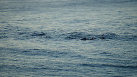 Byron Bay - Dolphins