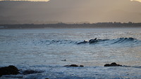 Byron Bay - dolphins in the wave