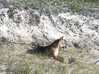 Fraser - Dingo
