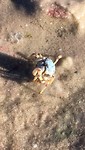 Whitsundays - crab in the sand