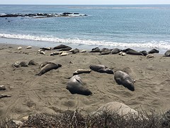 Zee-olifanten bij Piedras Blancas