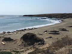 Zee-olifanten bij Piedras Blancas