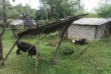 Cows on Hellabeem