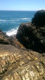 The blowhole
