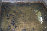 Schildpadden van een paar dagen oud