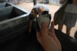 Baby turtle