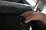 Baby turtle