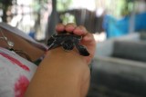 Baby turtle