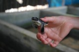 Baby turtle