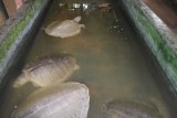 Schildpadden farm