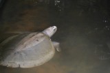 Schildpadden farm