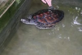 Schildpadden farm