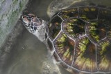 Schildpadden farm