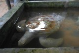 Schildpadden farm