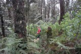 Verdwaald in de bushbush