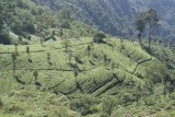 Theeplantages