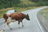 DSC05949op weg naar camping voss