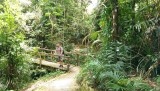 Kuranda rainforrest