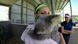 Bredls Farm: Koala!