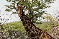 Etosha, giraf