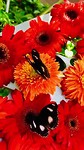 vlindertuin2
