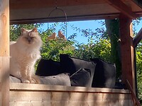 op de veranda bij de vogeltjes