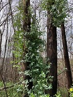 Eucalyptus herrijst uit de as