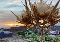 Stilleven met distel