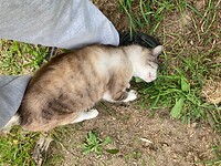 Mattioso, ook een schattige poes