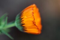 Dromerige goudsbloem