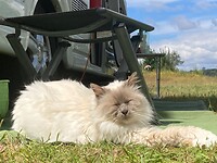 Abel past op de camper