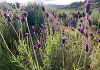 Waar je ook kijkt: lavendel!