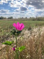 Mooie bloem tijdens een wandelingetje