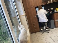 Nog even langs de dierenarts, maar Abel wil liever naar buiten