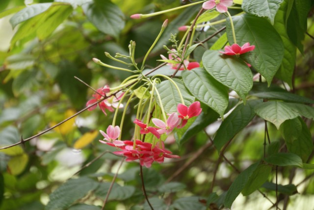 Natuur