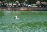 Beira meer