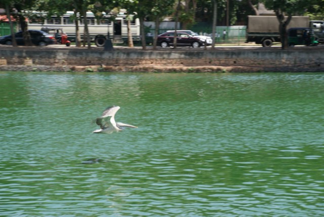 Beira meer