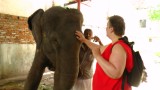 Een aai voor de olifant