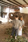 Koffieleutje voor de olifant